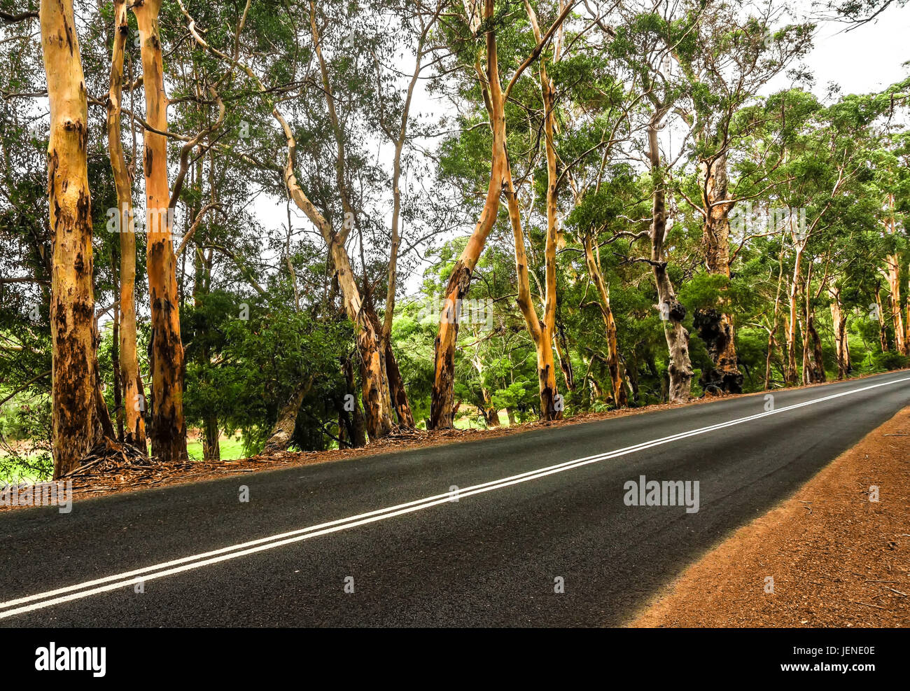 Treelined road, Margaret River Region, Western Australia, Australia Stock Photo