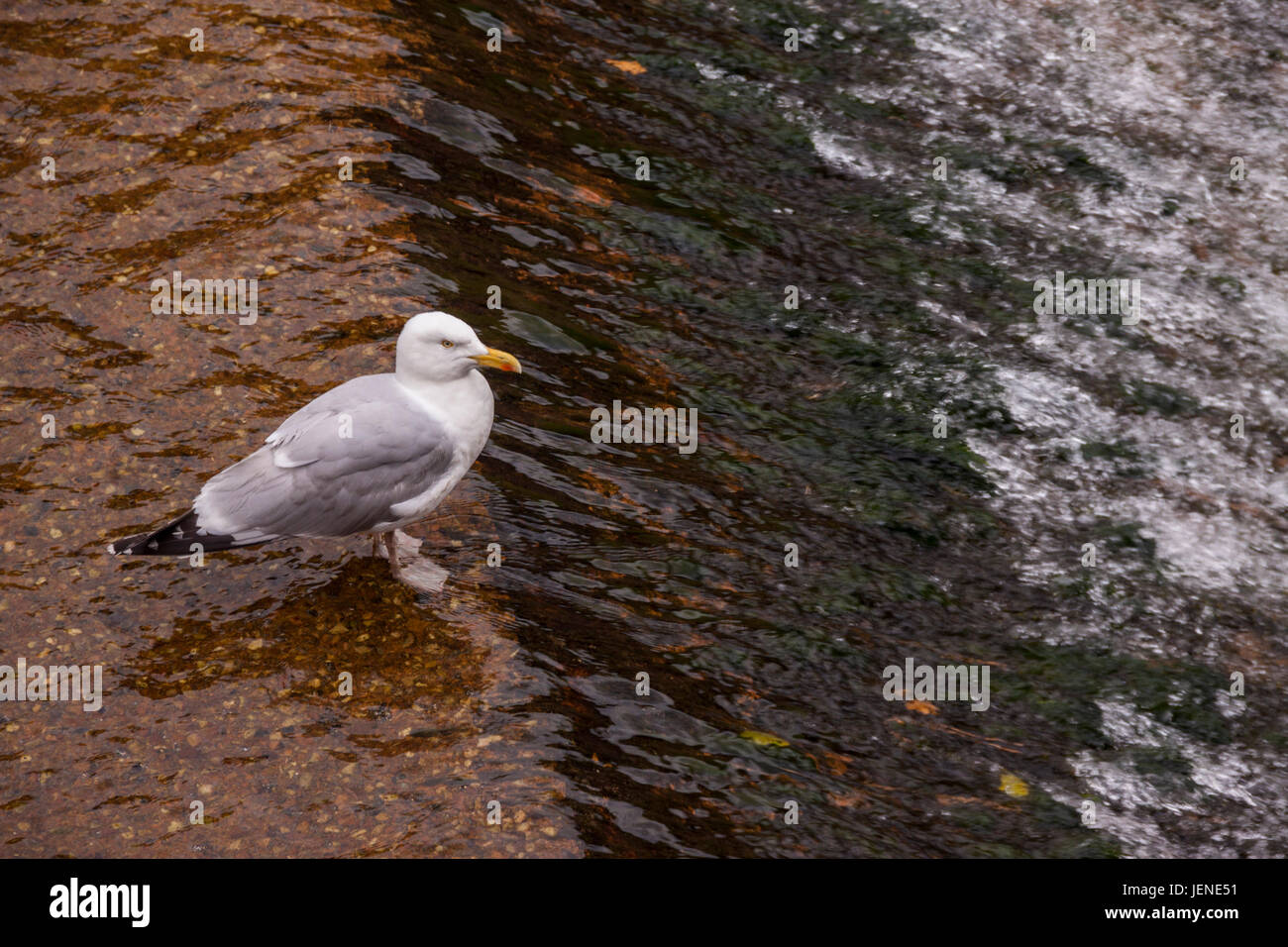 A common gull seagull Larus canus sitting at the edge of a weir. Stock Photo