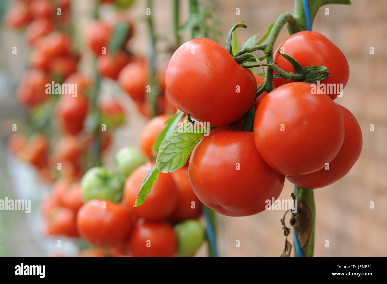Close-up of tomato plants Stock Photo
