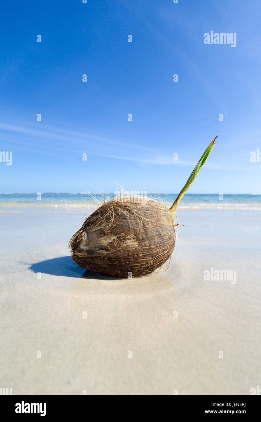 Coconut on the beach, Barbados Stock Photo Alamy