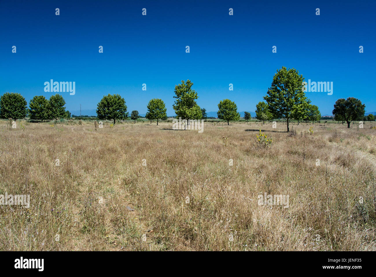 Lines of pine trees and grassland in Riells on the Costa Brava Stock Photo