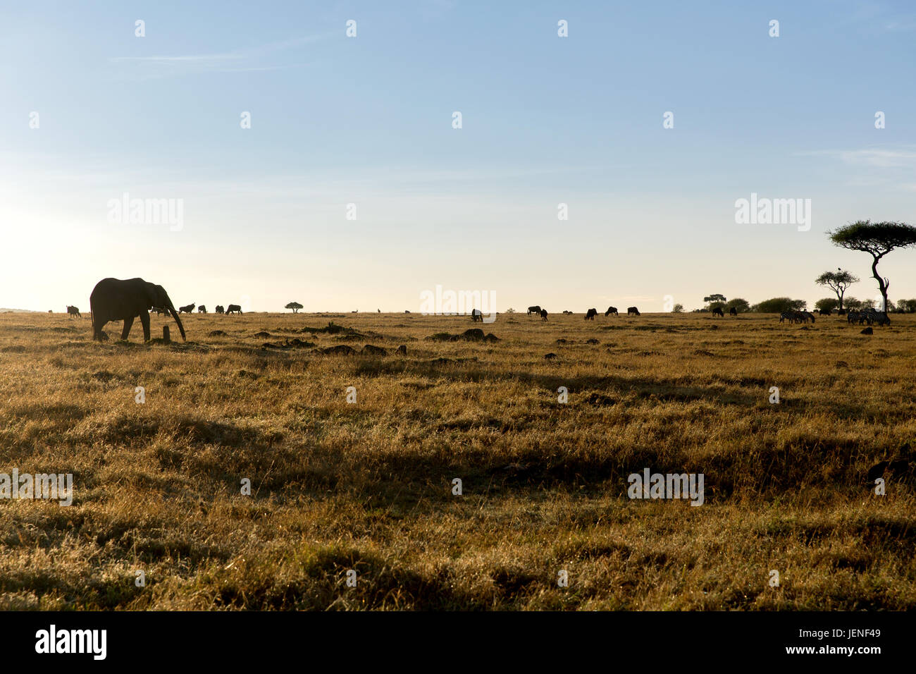 group of herbivore animals in savannah at africa Stock Photo