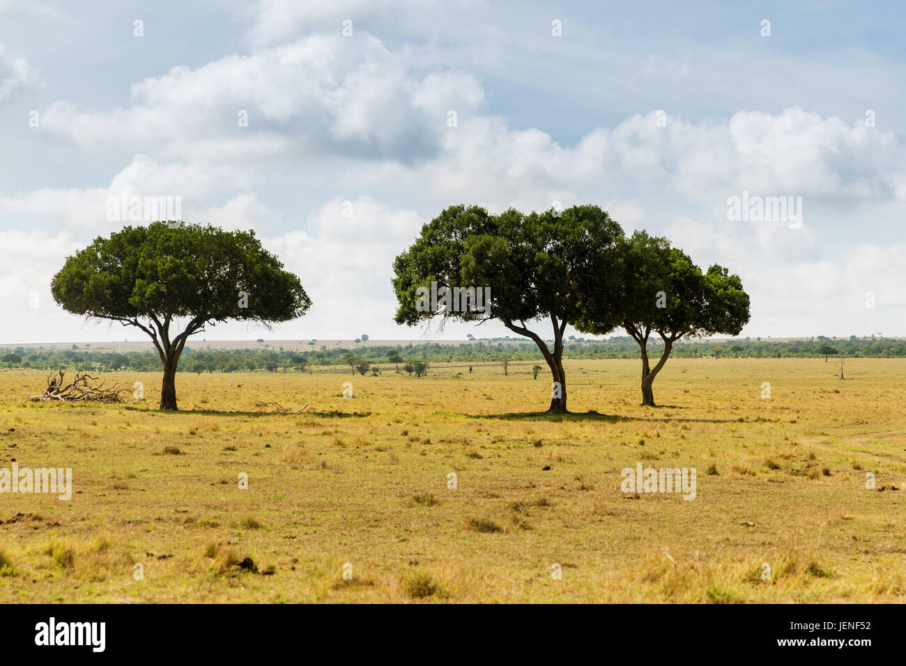 Acacia trees in maasai mara hi-res stock photography and images - Alamy