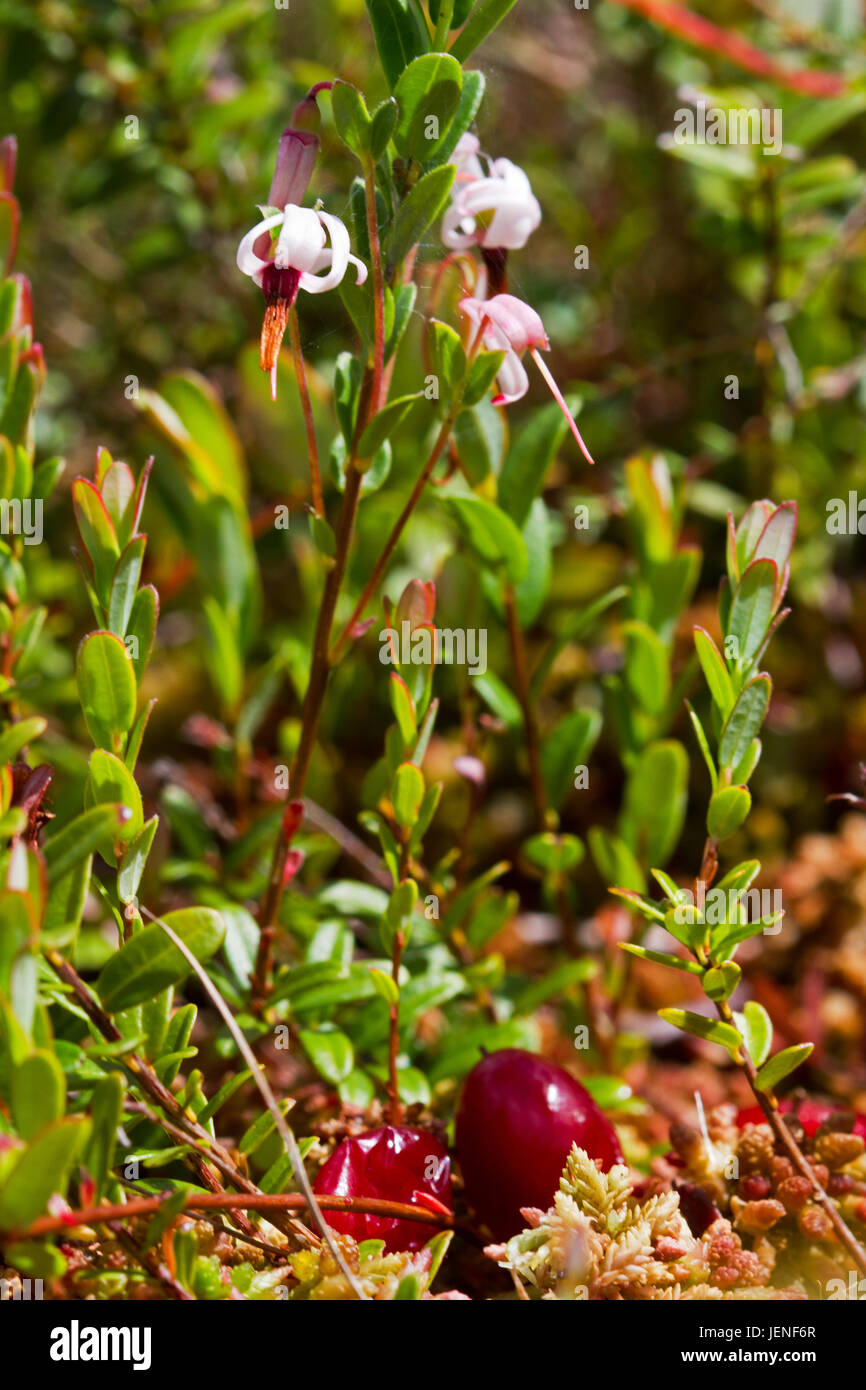 Flowering Cranberry in spring, some old and rotten berries of last year lying on the ground Stock Photo