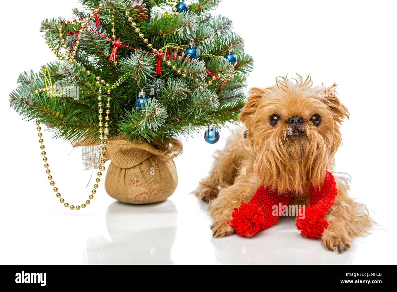 Dog breed Brussels Griffon and a Christmas tree Stock Photo