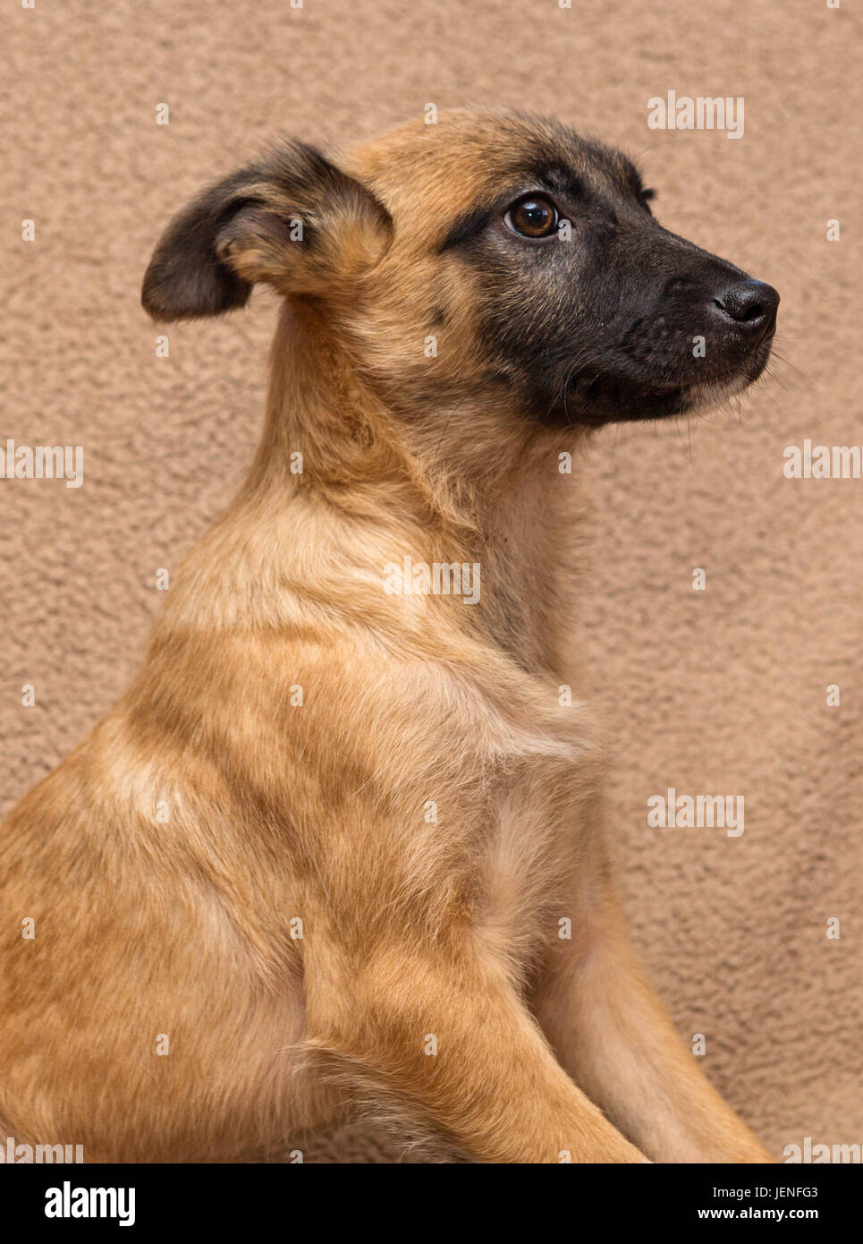 Portrait of a little homeless puppy on a blanket Stock Photo Alamy