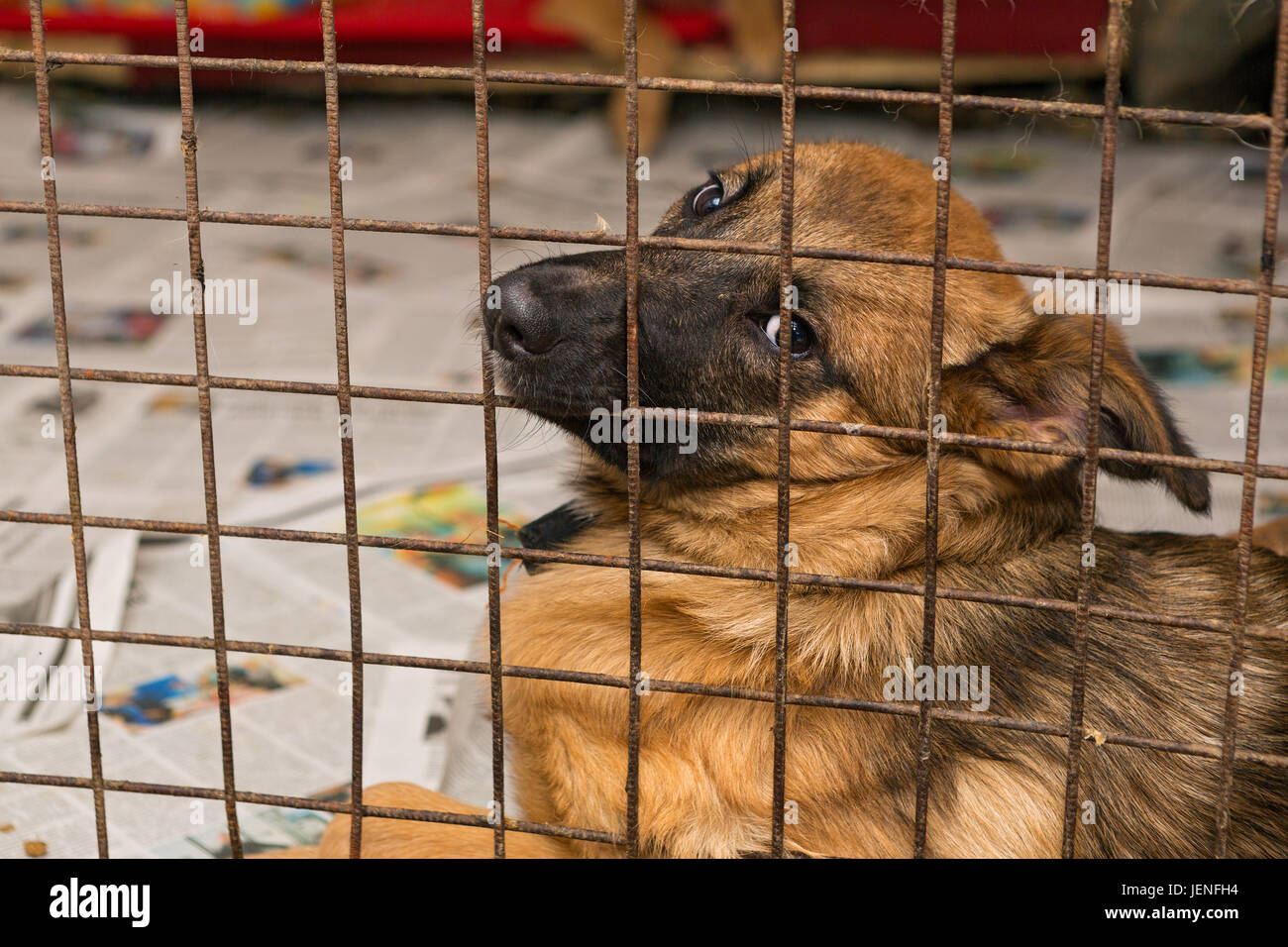 Sad dog cage hires stock photography and images Alamy