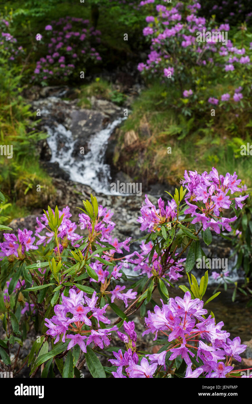 Common rhododendron / Pontic rhododendron (Rhododendron ponticum) in flower along stream, invasive species in the Scottish Highlands, Scotland Stock Photo