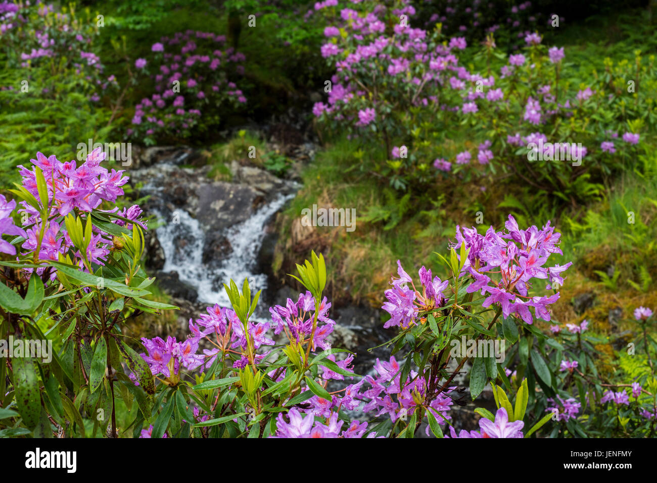 Common rhododendron / Pontic rhododendron (Rhododendron ponticum) in flower along stream, invasive species in the Scottish Highlands, Scotland Stock Photo