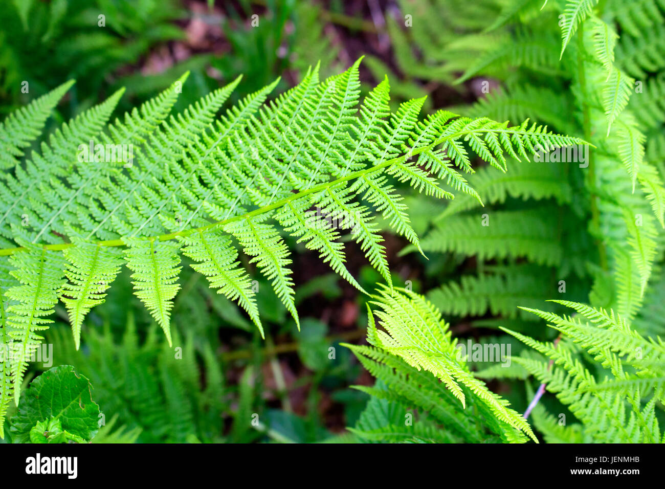wild fern in forest for background Stock Photo