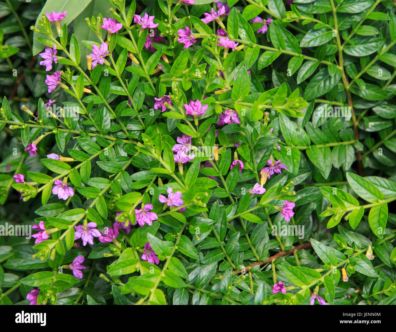 Mexican Heather Cuphea hyssopifolia Stock Photo
