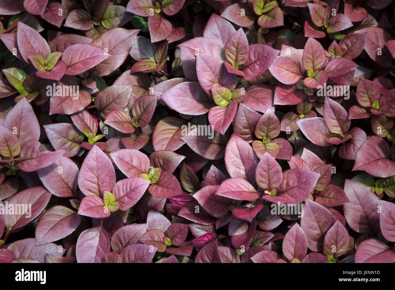 Altemanthera Josephs coat decorative plant Stock Photo