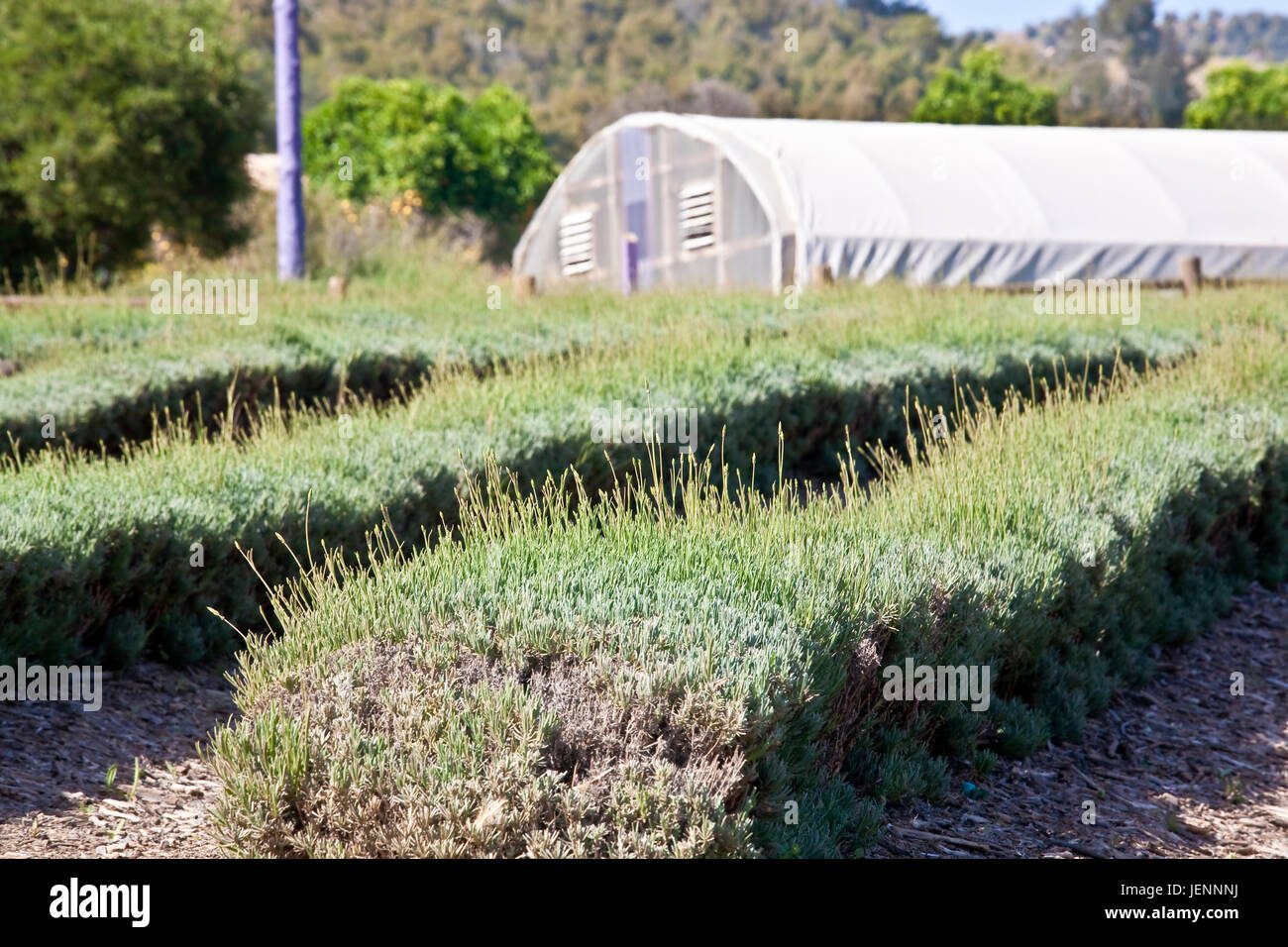 Rows of lavender in San Diego County. The Lavenders Lavandula are a