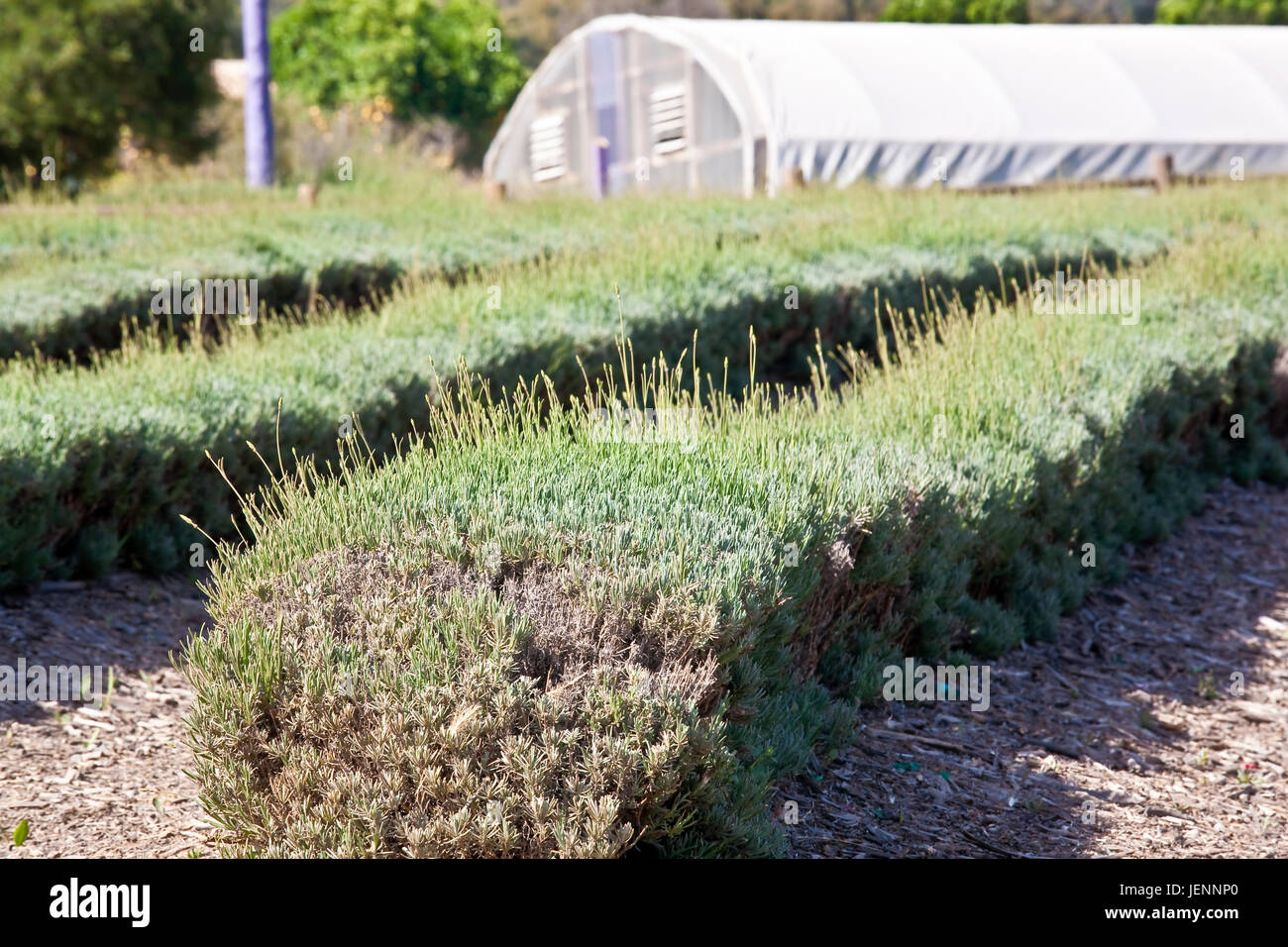 Rows of lavender in San Diego County. The Lavenders Lavandula are a