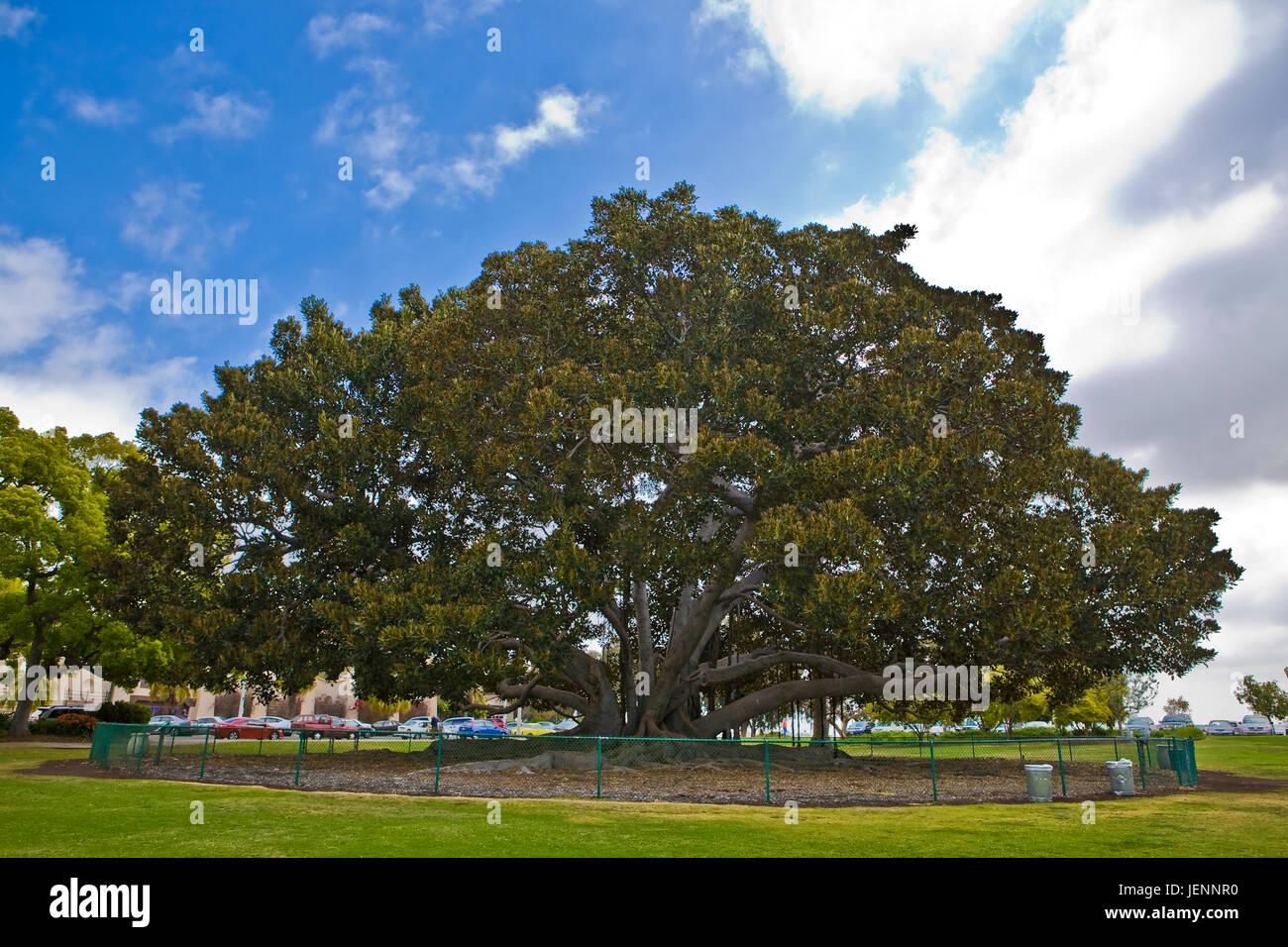 Moreton Bay Fig Tree in Balboa Park, San Diego, CA US. Ficus