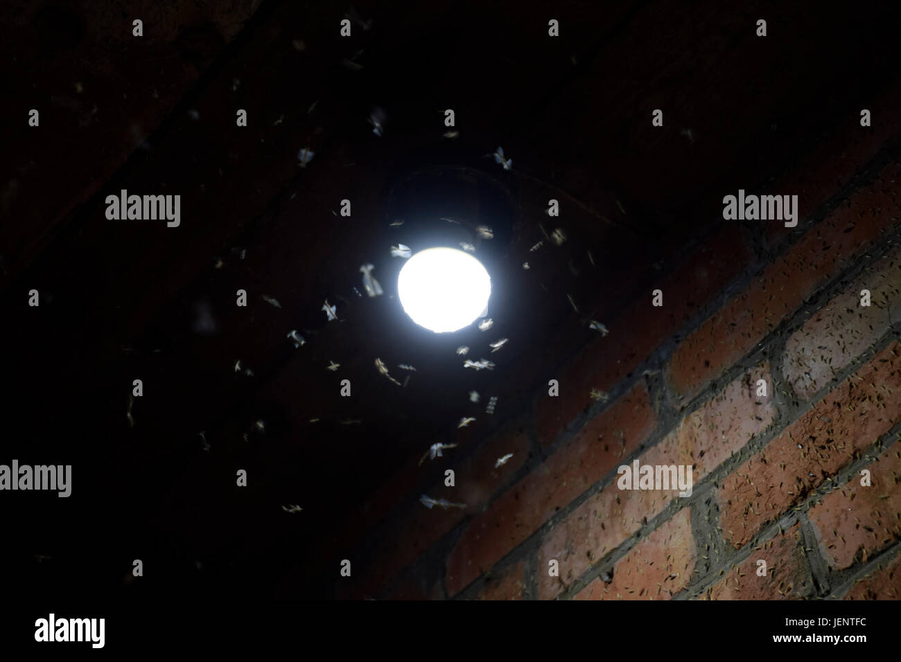 Night insects at a bulb. Attraction of insects light Stock Photo Alamy