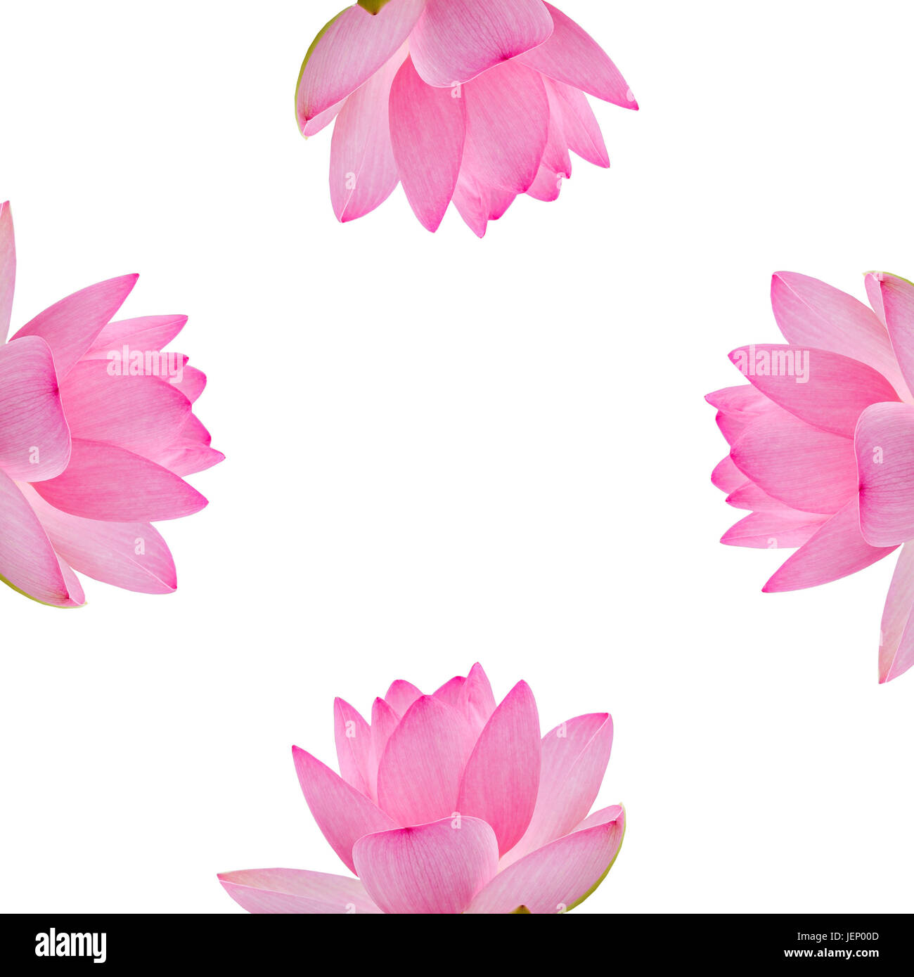 Pink nuphar flowers, water-lily, pond-lily, spatterdock, Nelumbo nucifera, also known as Indian lotus, sacred lotus, bean of India, lotus, white backg Stock Photo
