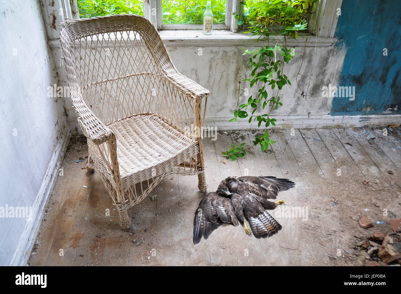 Dead bird in abandoned house Stock Photo Alamy
