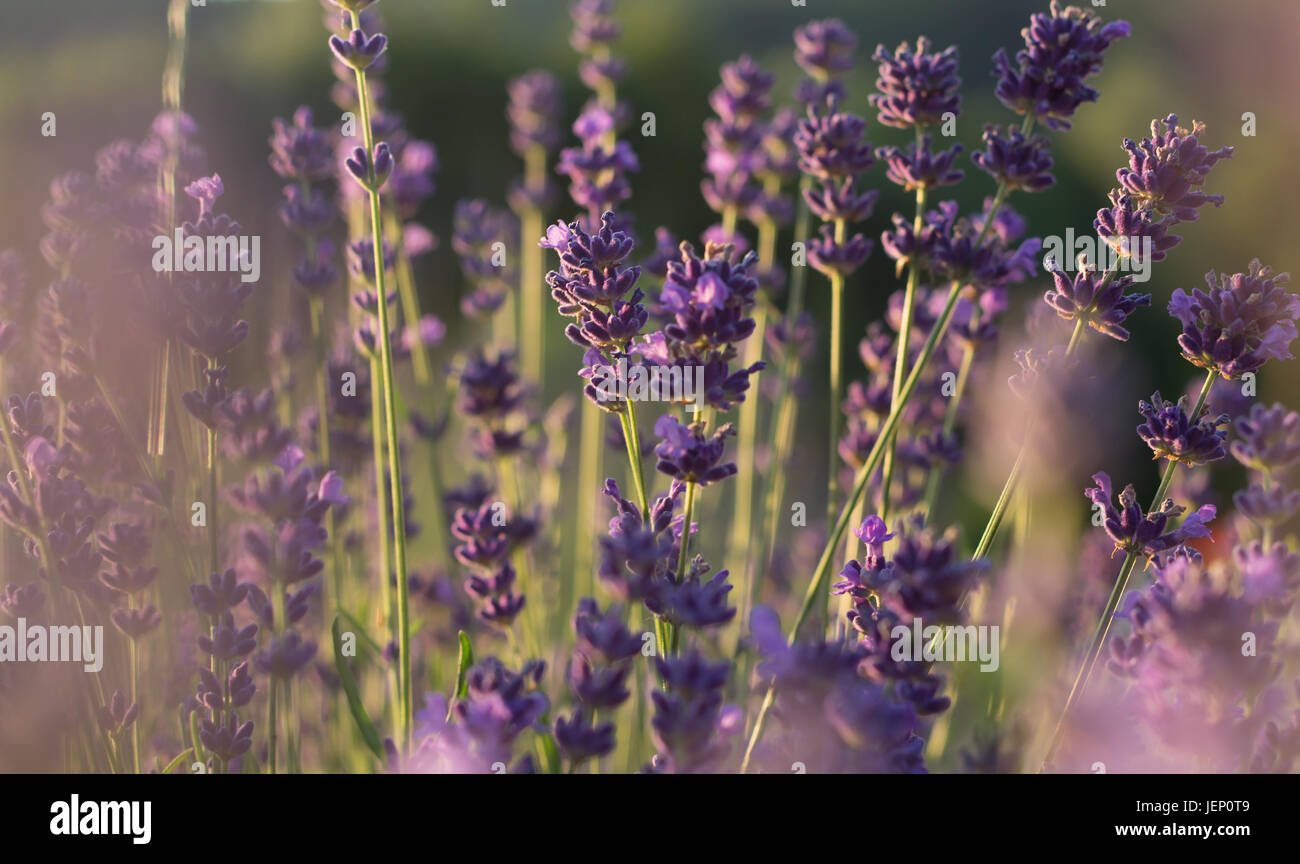 closeup of lavender flowers on meadow Stock Photo