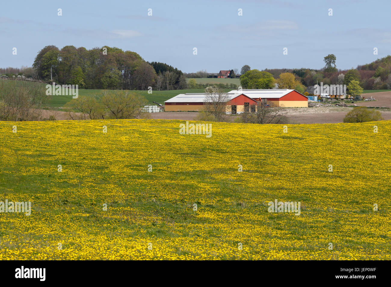 Agricultural property at Suserup located up to organic fields with flowering dandelions near Tystrup-Bavelse Lake and Tamosen, Sorø, Denmark Stock Photo