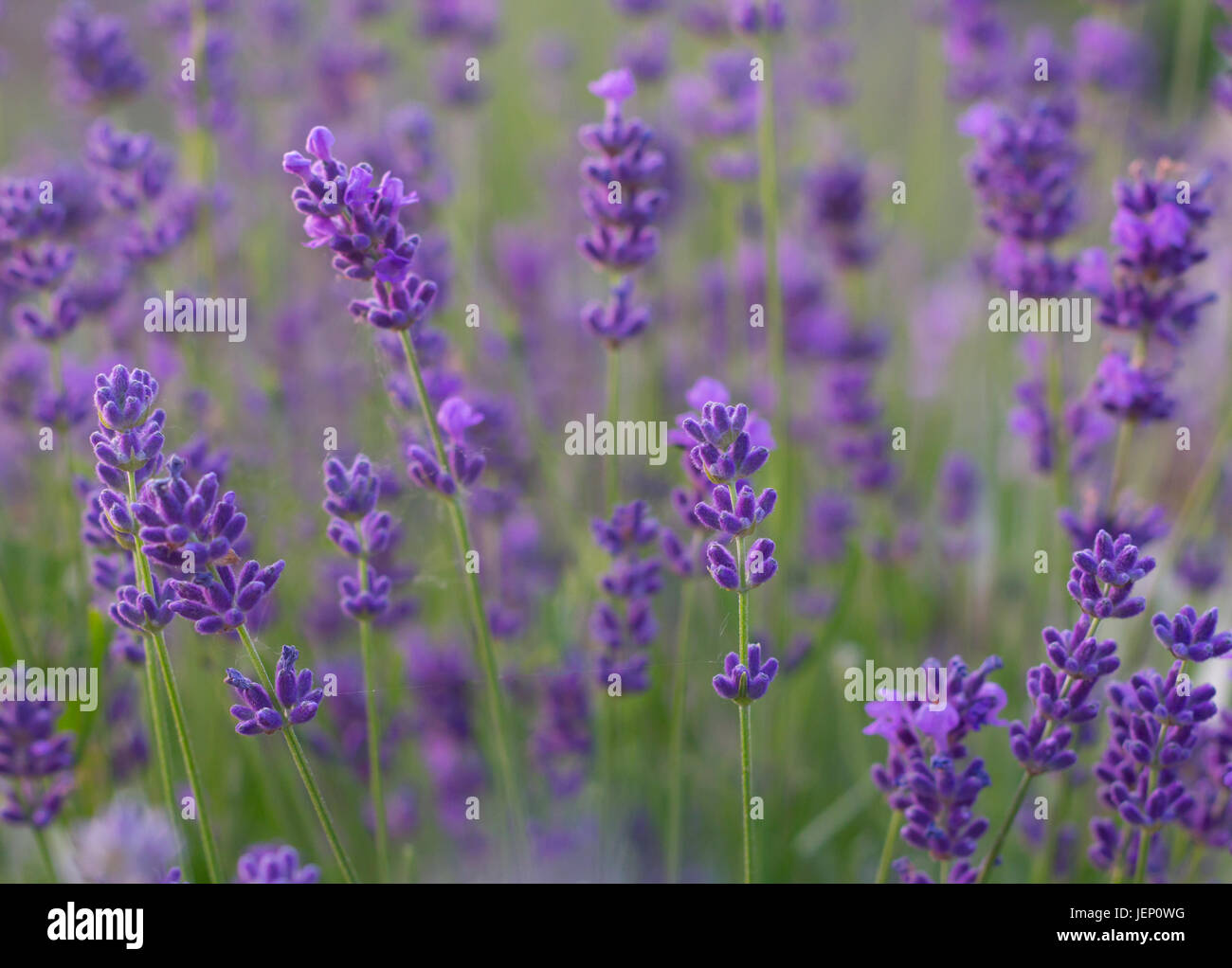 purple lavender flowers field closeup Stock Photo