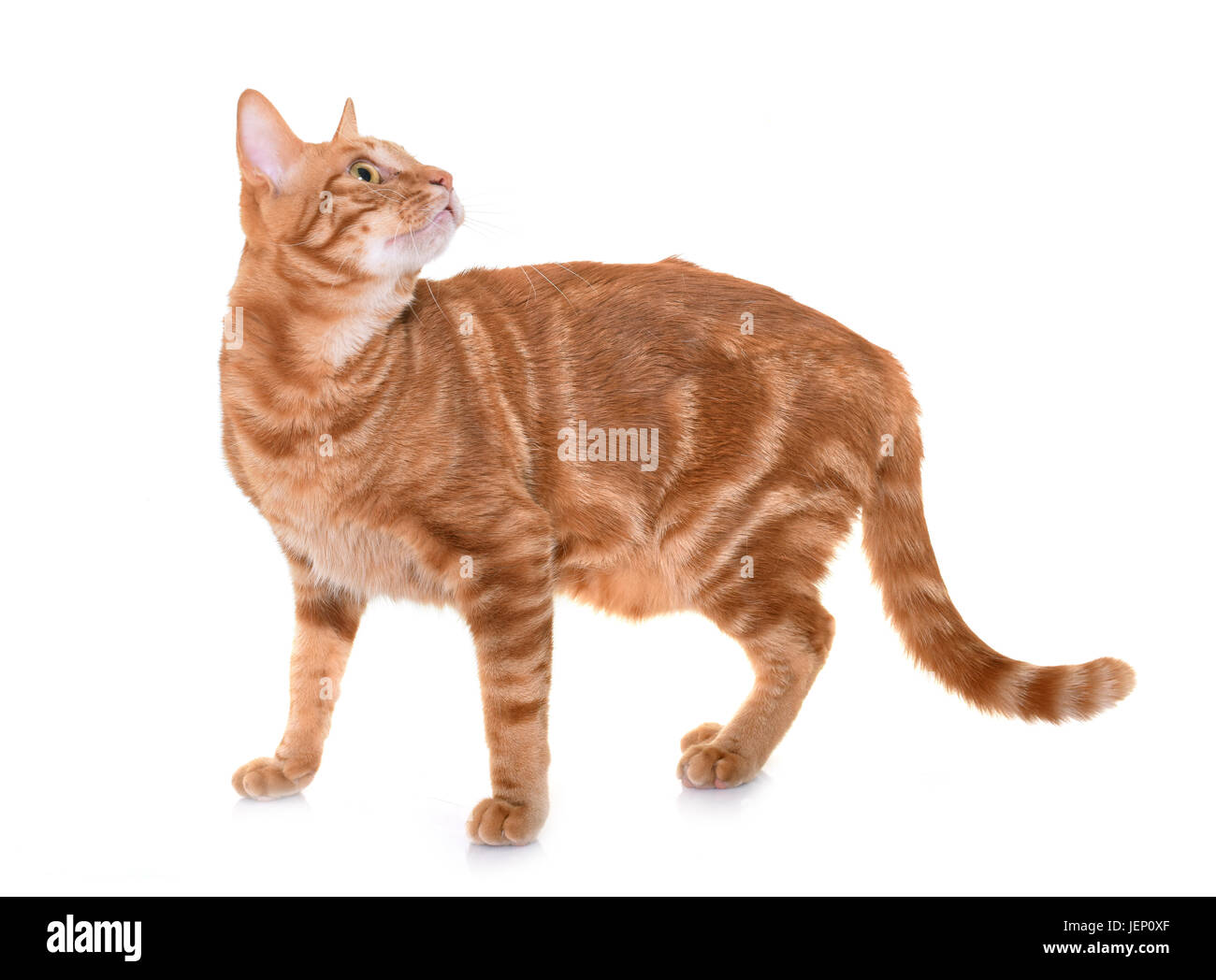 ginger cat in front of white background Stock Photo - Alamy