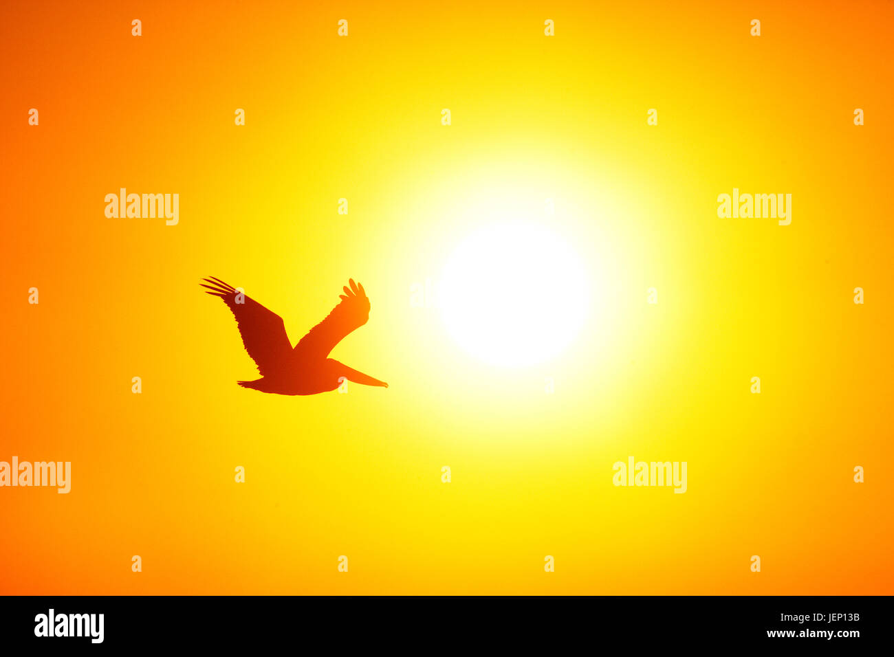 Silhouette of bird flying at sunset Stock Photo