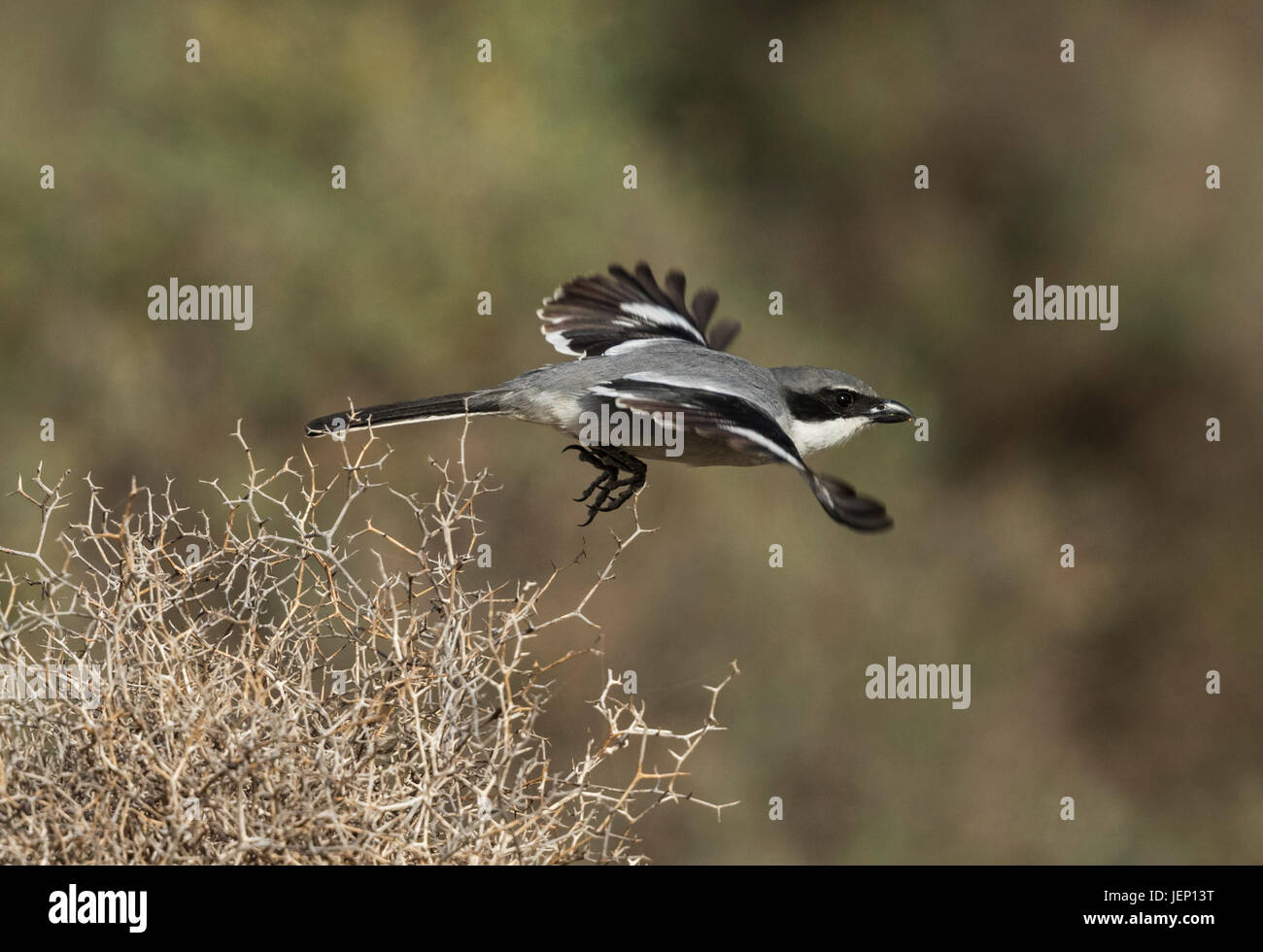 Southern Grey Shrike (Lanius meridionalis ssp. koenigi) in flight Stock Photo