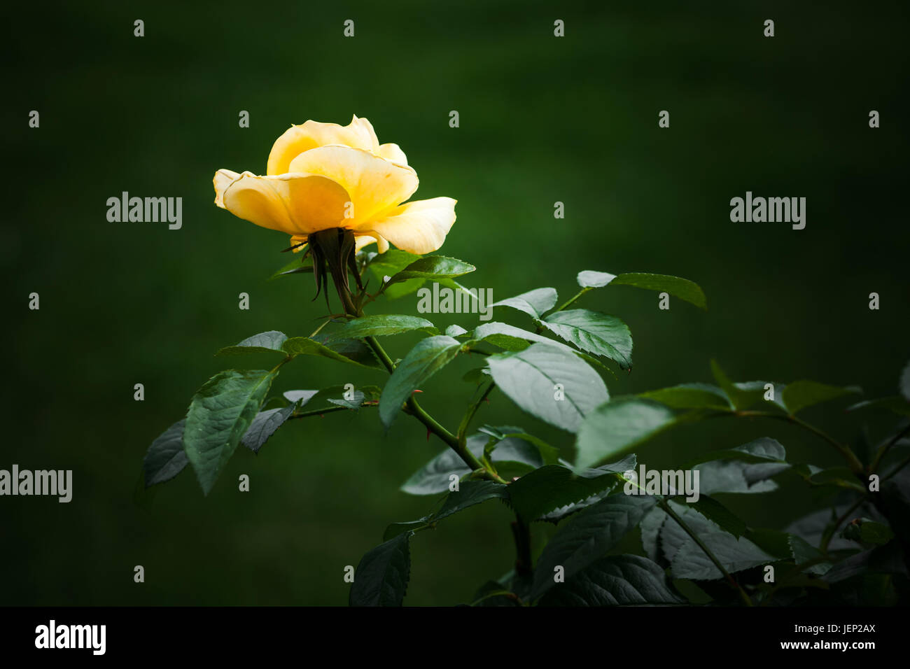 Yellow rose in dark garden. Closeup photo with selective focus Stock Photo