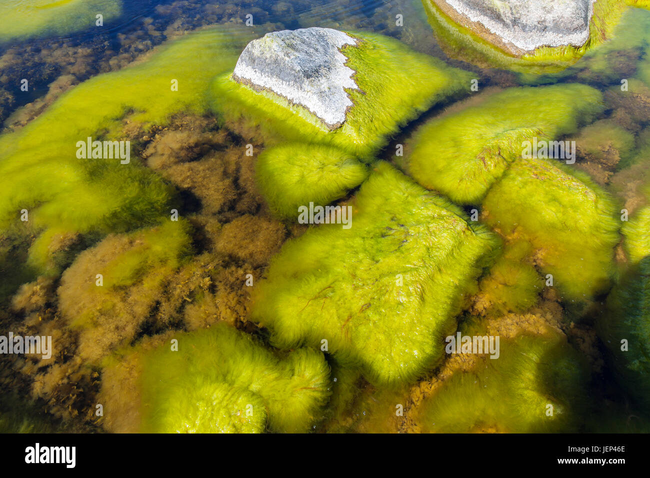 Vegetation Under Rocks Plants on rocks under water Stock Photo - Alamy