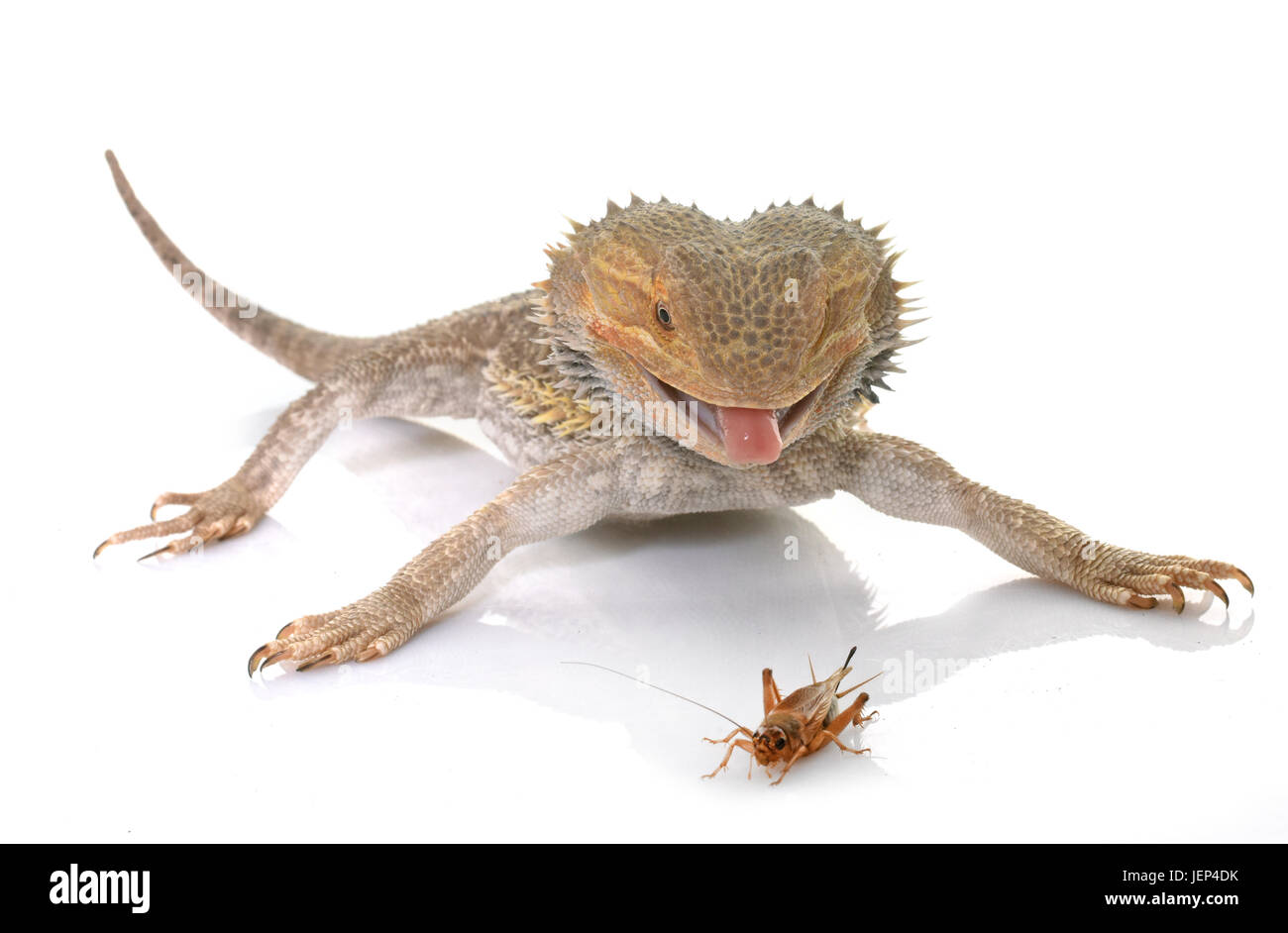 bearded dragons eating cricket in front of white background Stock Photo