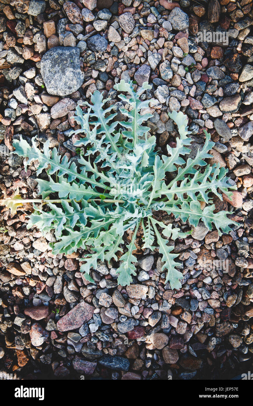 Plant growing on rocky ground Stock Photo Alamy