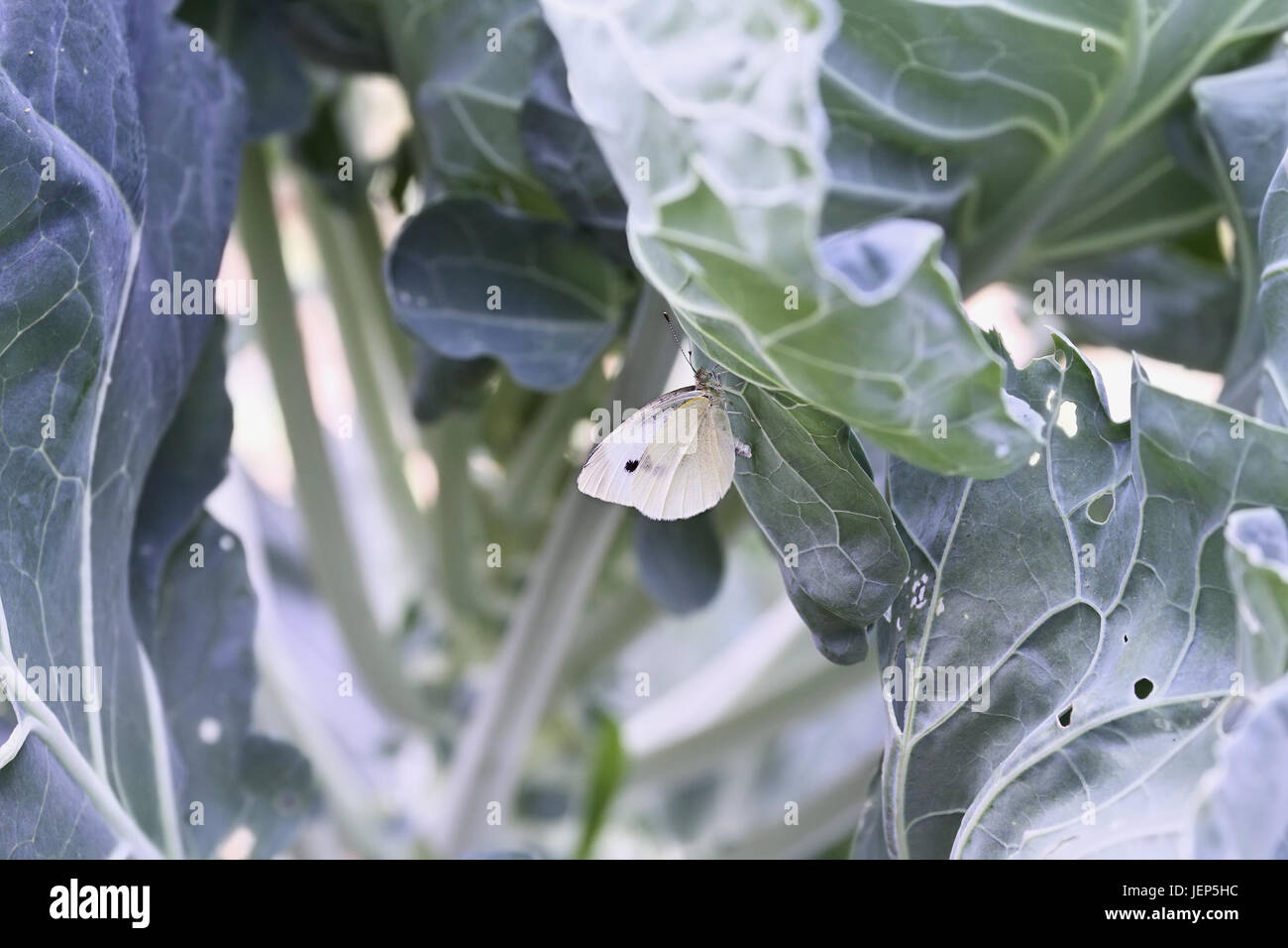 Cabbage White Butterfly laying eggs on the leaves of a brussel sprout