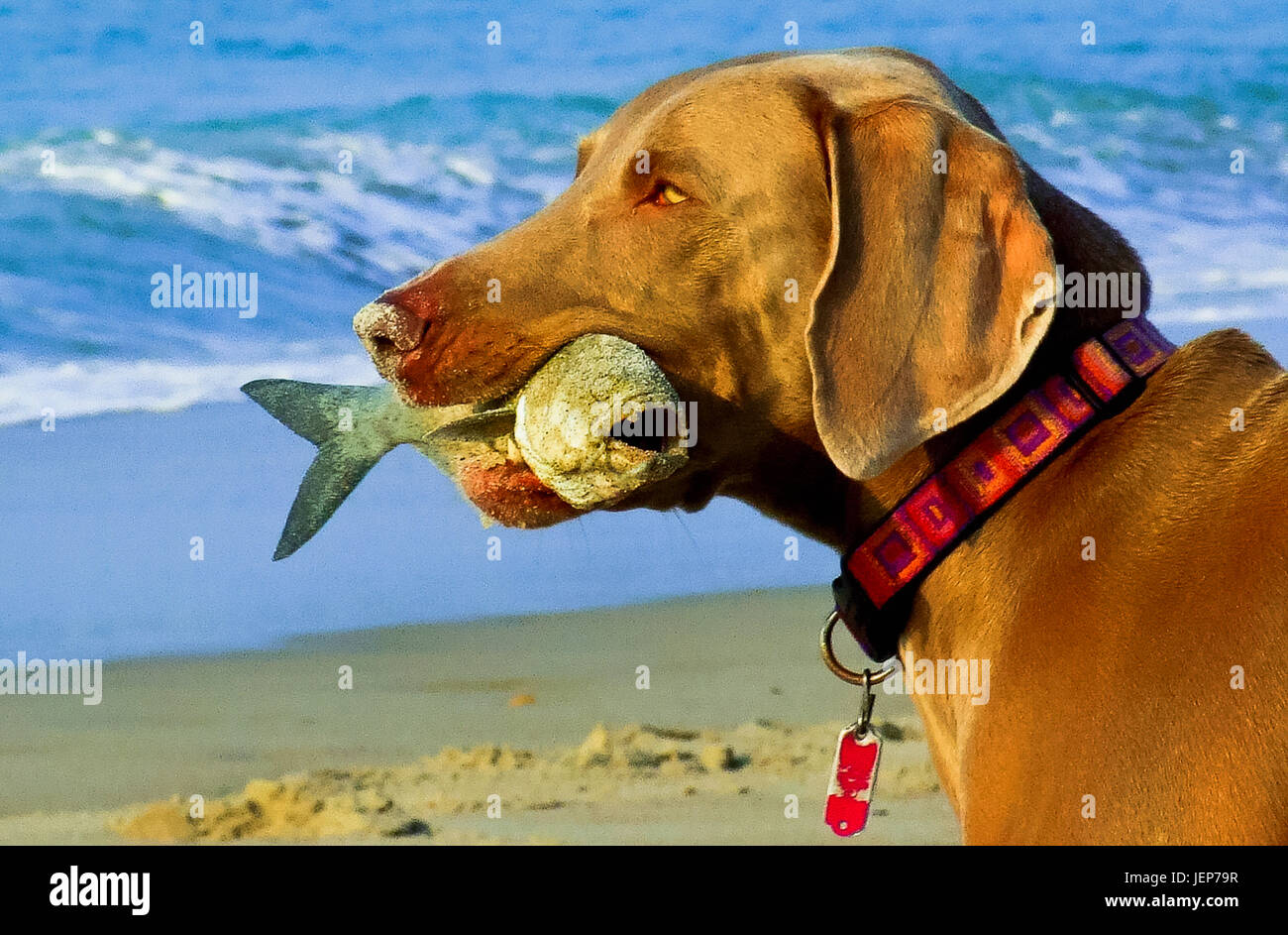 Dog with fish in mouth at beach Stock Photo