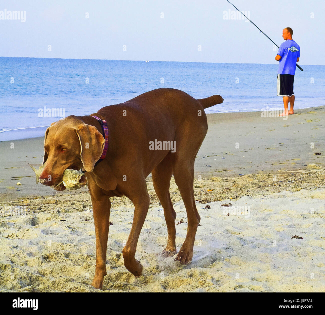 Man fishing and Dog with fish in mouth at beach Stock Photo