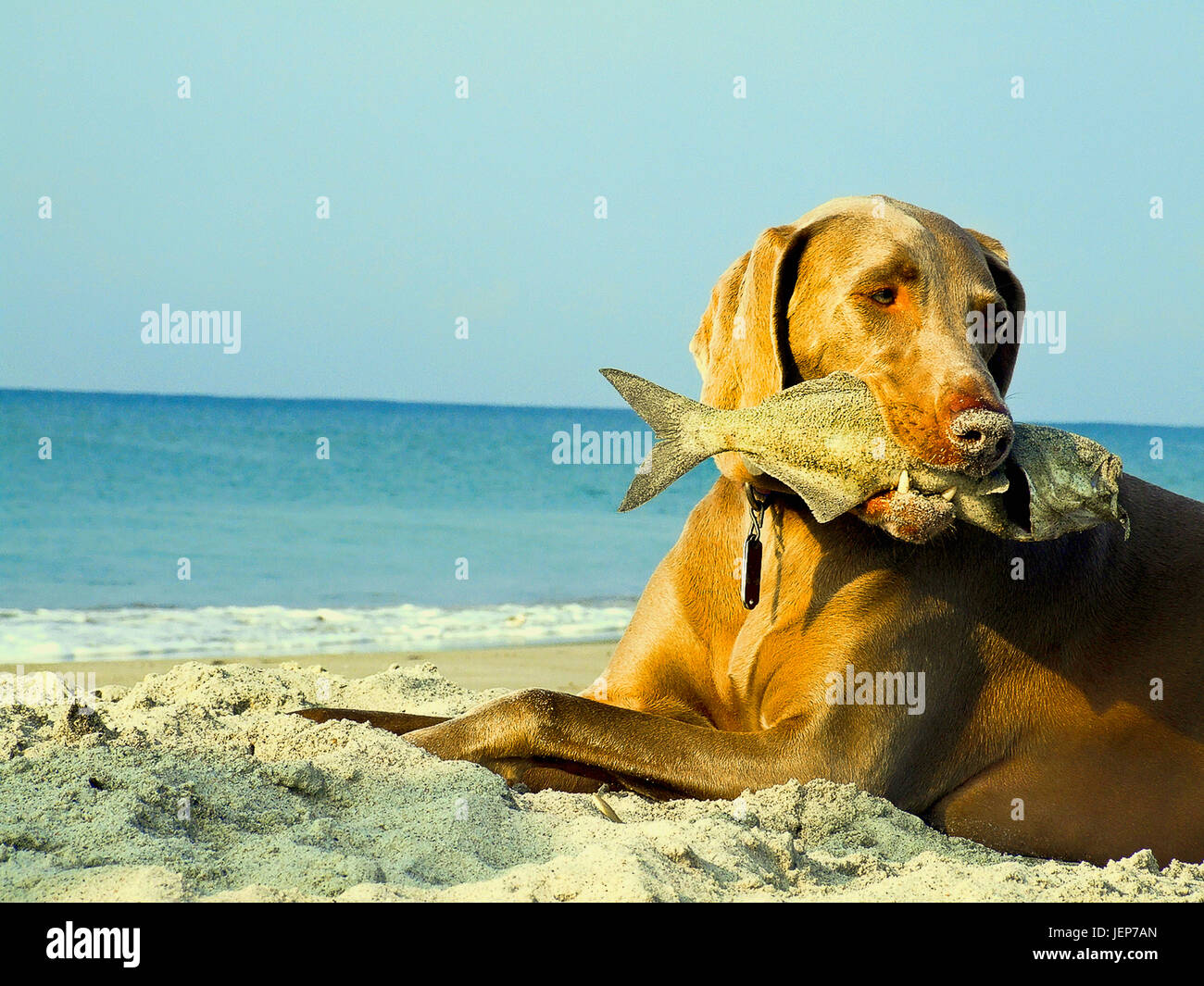 Dog with fish in mouth at beach Stock Photo