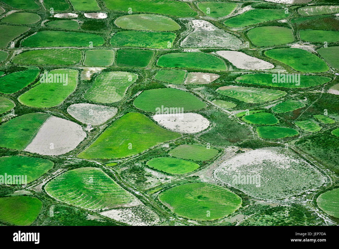 Green and white ovals of fields of barley and rice, photographed from the height, create an unusual pattern of fertile fertile land. Stock Photo
