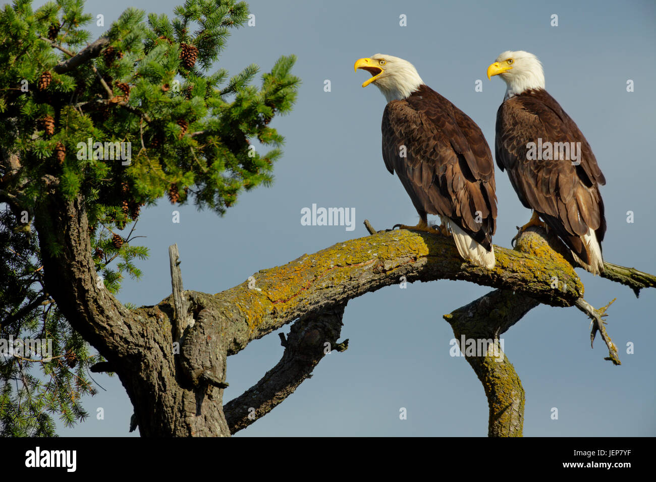 Bald eagle pair perched on branch overlooking Roberts Bay-Sidney, British Columbia, Canada. Stock Photo