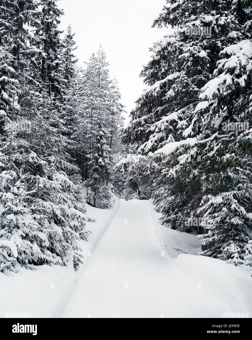 Forest road at winter Stock Photo - Alamy