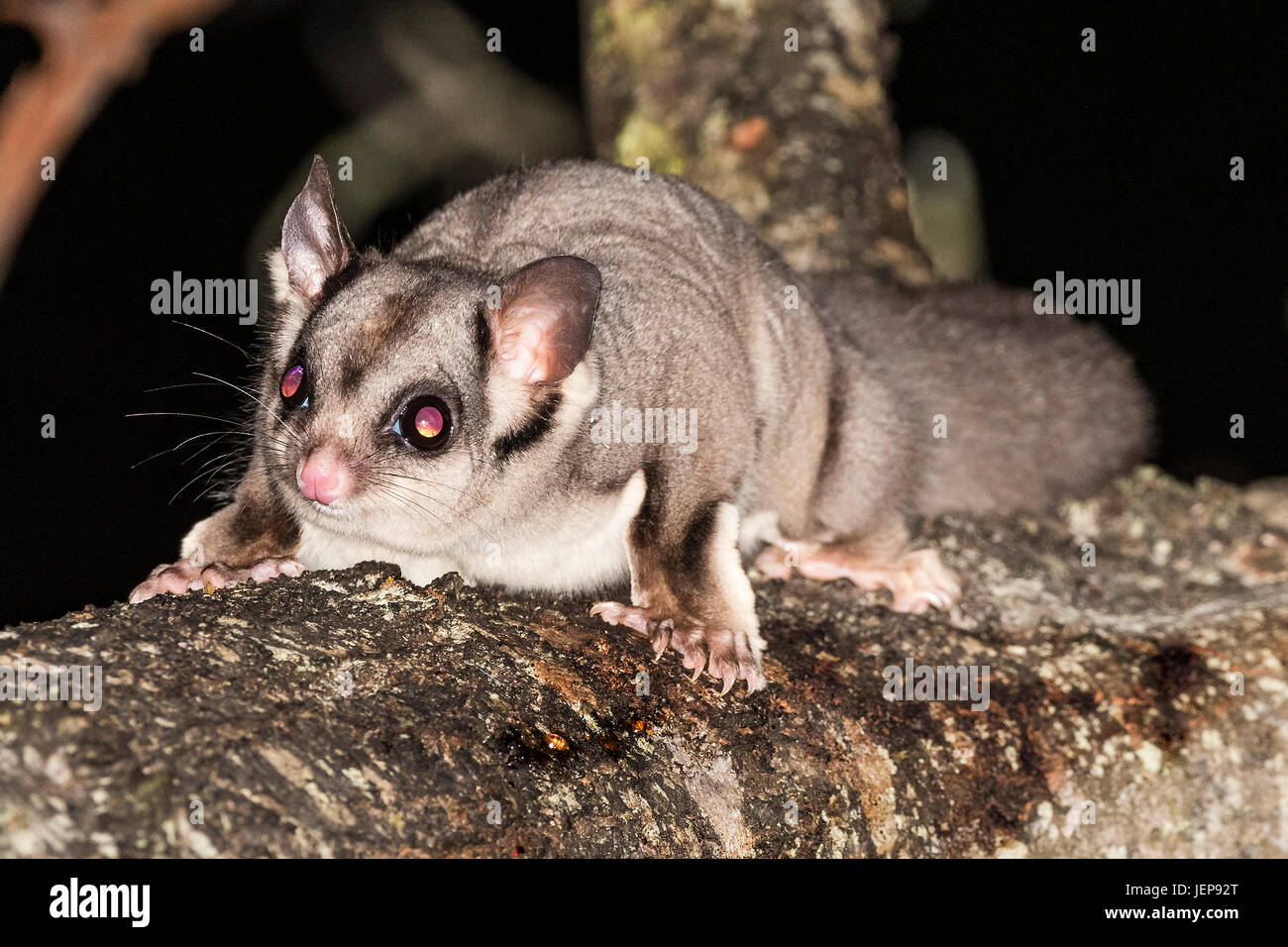 Sugar glider australia hires stock photography and images Alamy