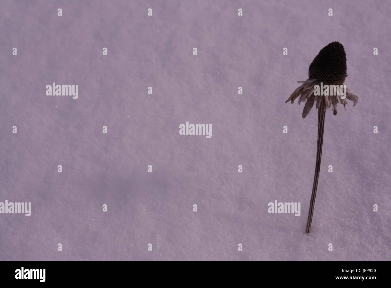 Dead flower in the cold snow Stock Photo Alamy
