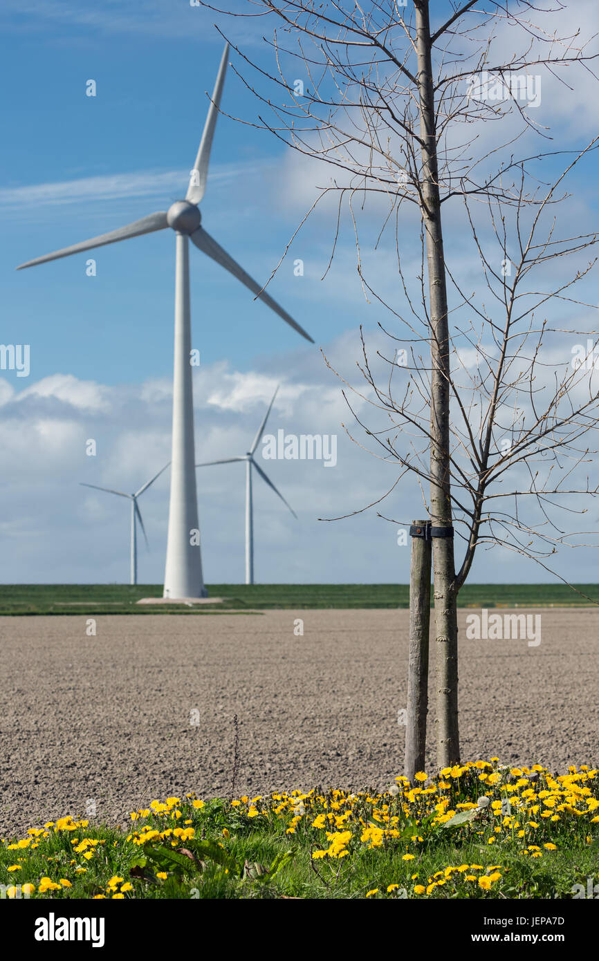 Dutch landscape with bare tree, wind turbines and stripes of plowed ...