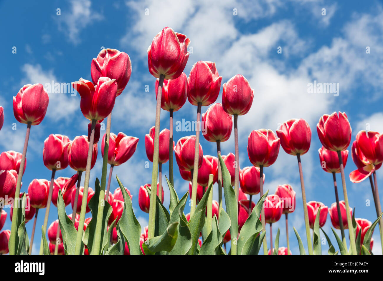 Beautiful bouquet of colorful tulips in spring time with blue sky ...