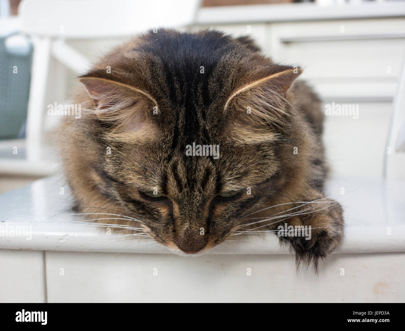 A Mackerel Tabby Munchkin Cat With Long Hair And Feathared Feet