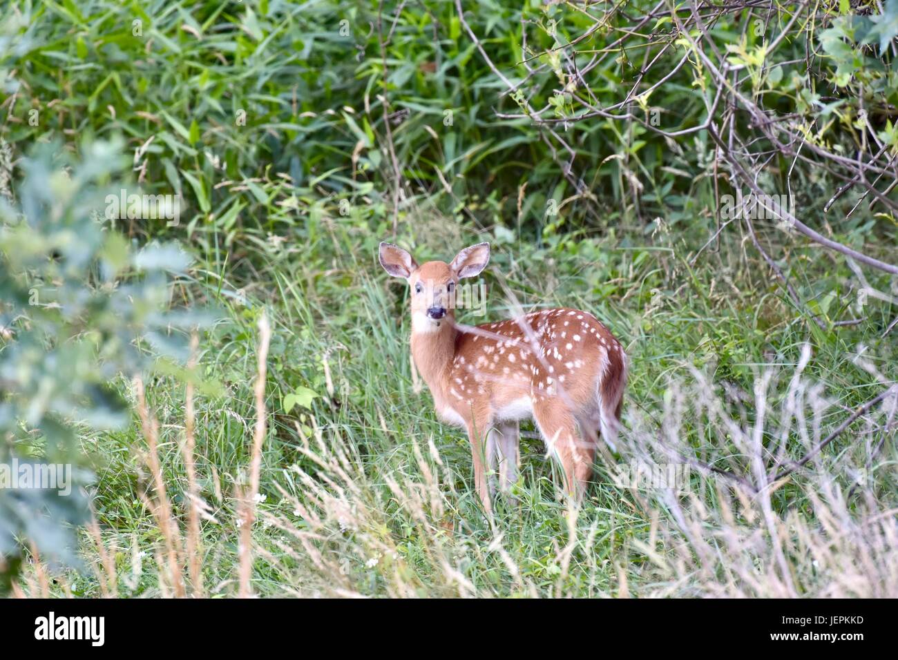 Whitetailed deer fawn (Odocoileus virginianus) with spots on fur Stock