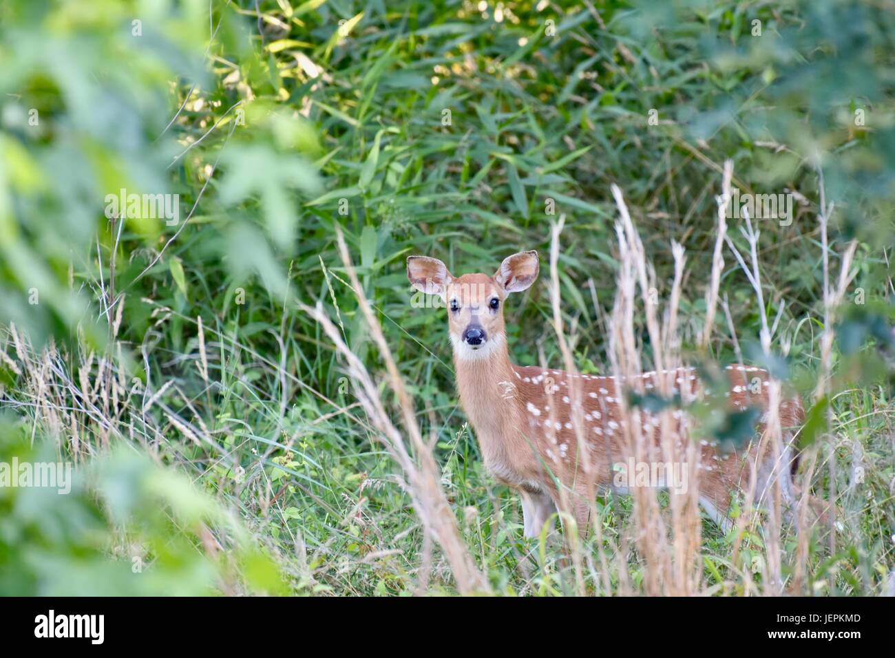 Whitetailed deer fawn (Odocoileus virginianus) with spots on fur Stock
