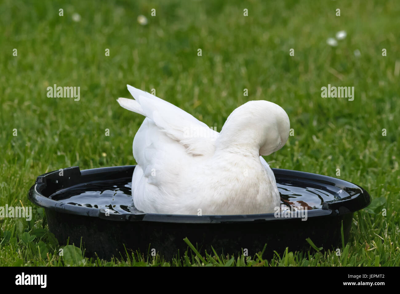 White Male Call Duck Stock Photo