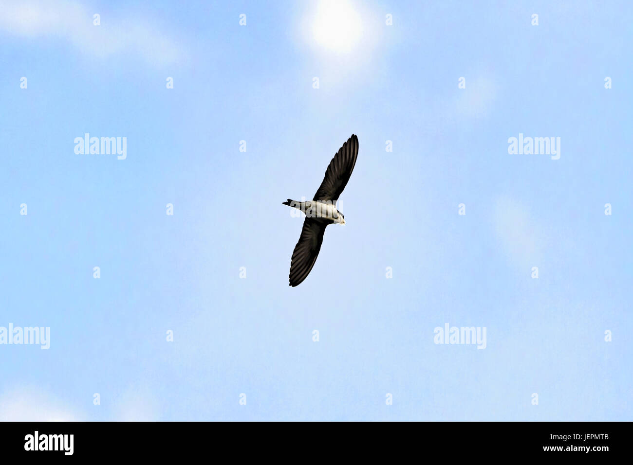 House Martin (Swallow) Bird Flying Stock Photo
