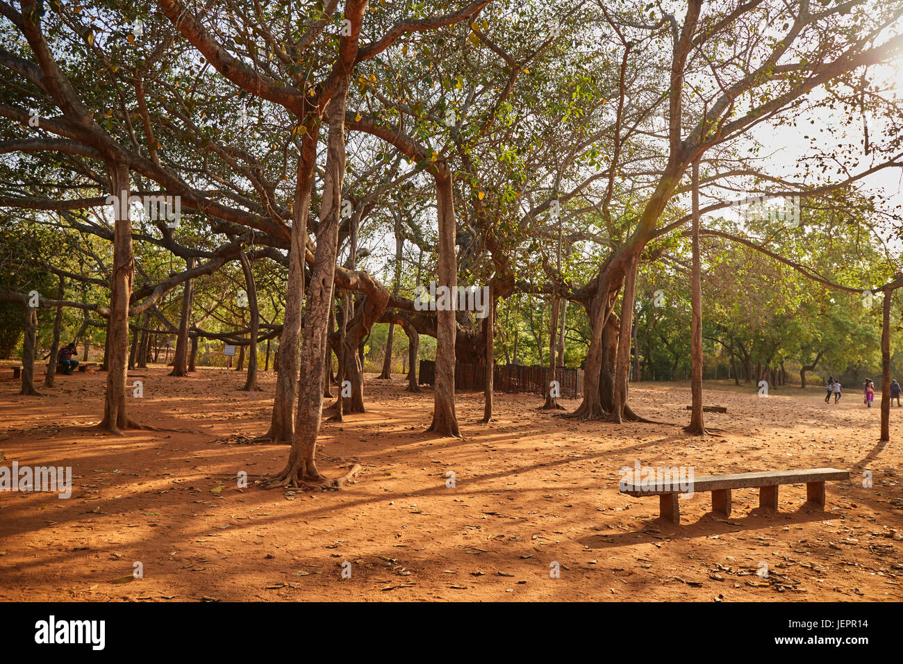 famous big mother banyan tree in Auroville, India Stock Photo