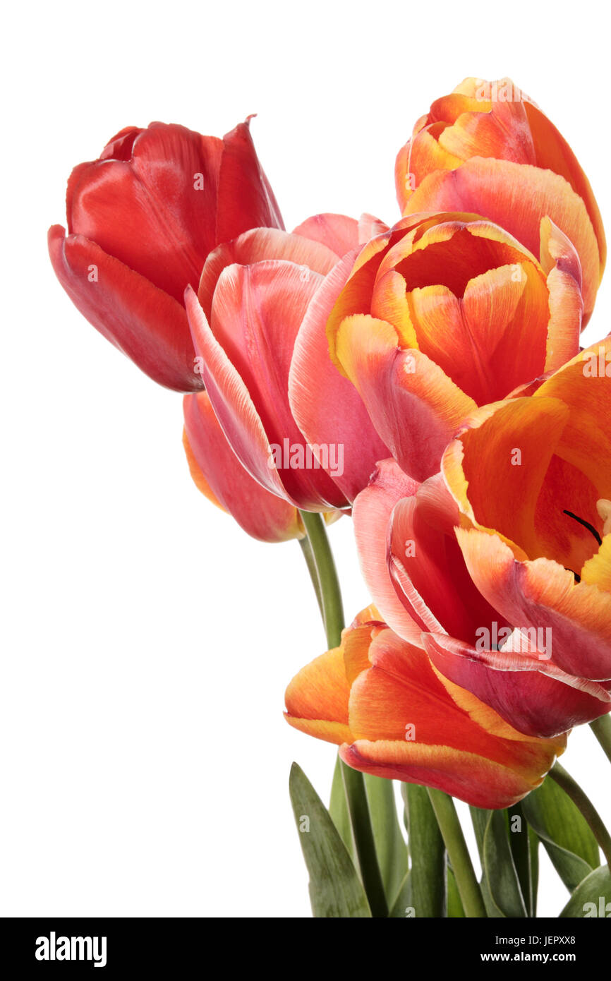 Bouquet of tulip flowers isolated on a white background Stock Photo - Alamy